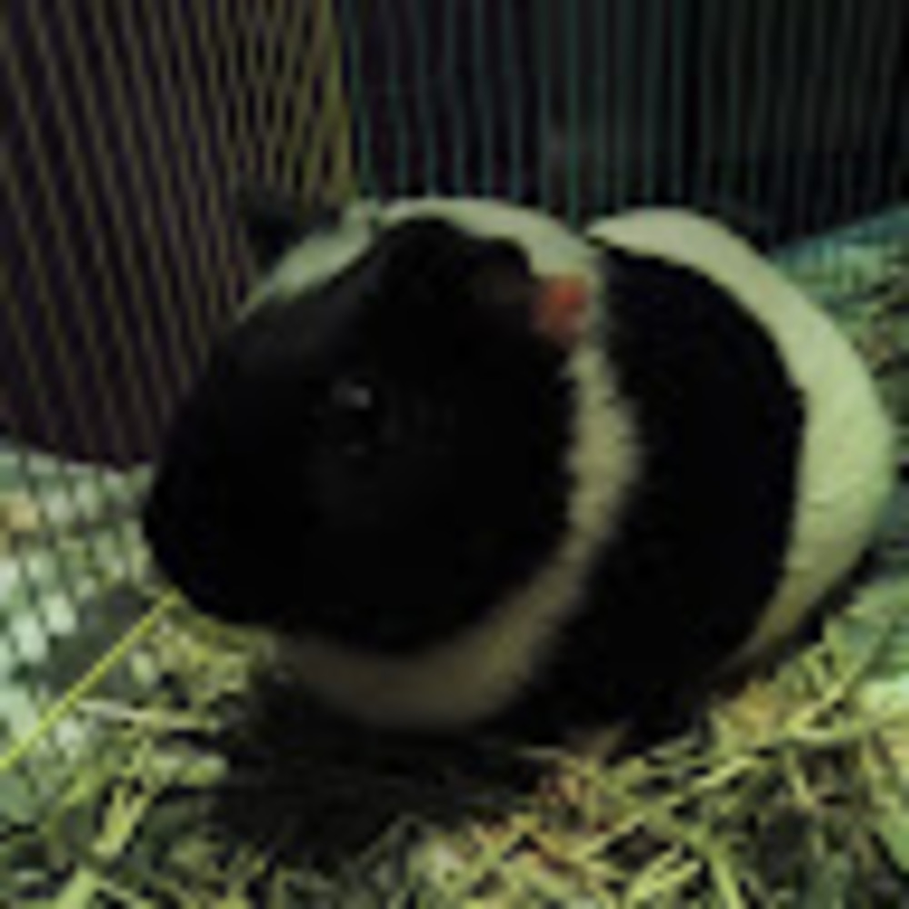 Meet your Posher, Elliot